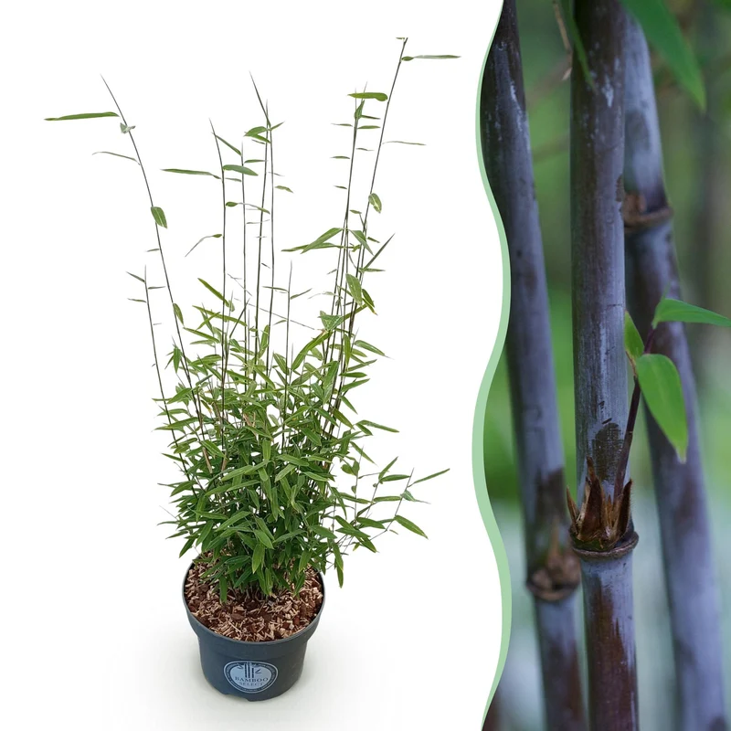Fargesia nitida Black Dragon