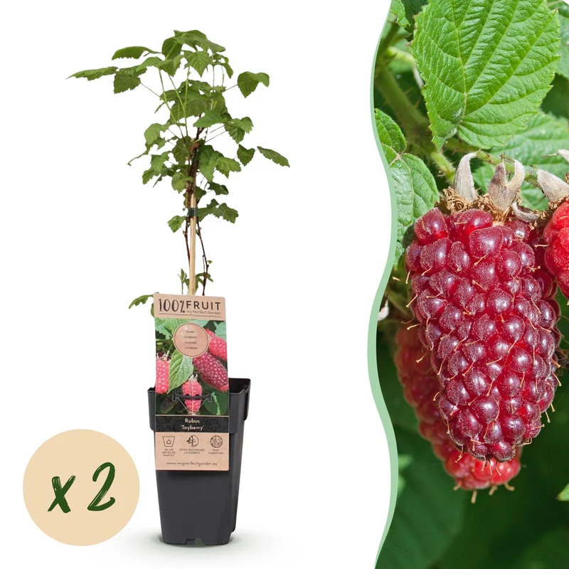 Braamboos Tayberry, fruitgewas voor de tuin
