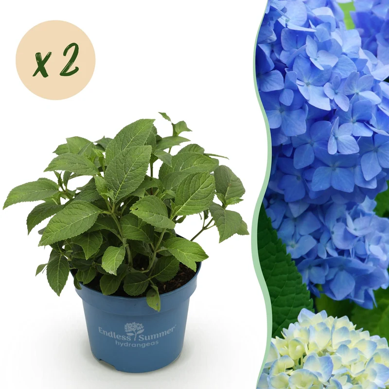 2x Endless Summer hortensia The Orginal Blue