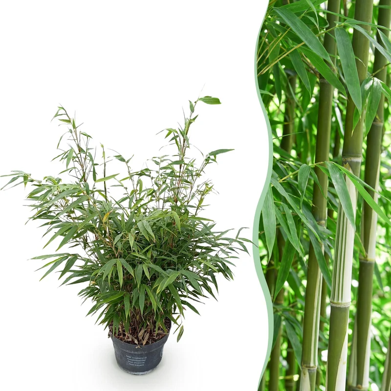 Fargesia robusta Pingwu