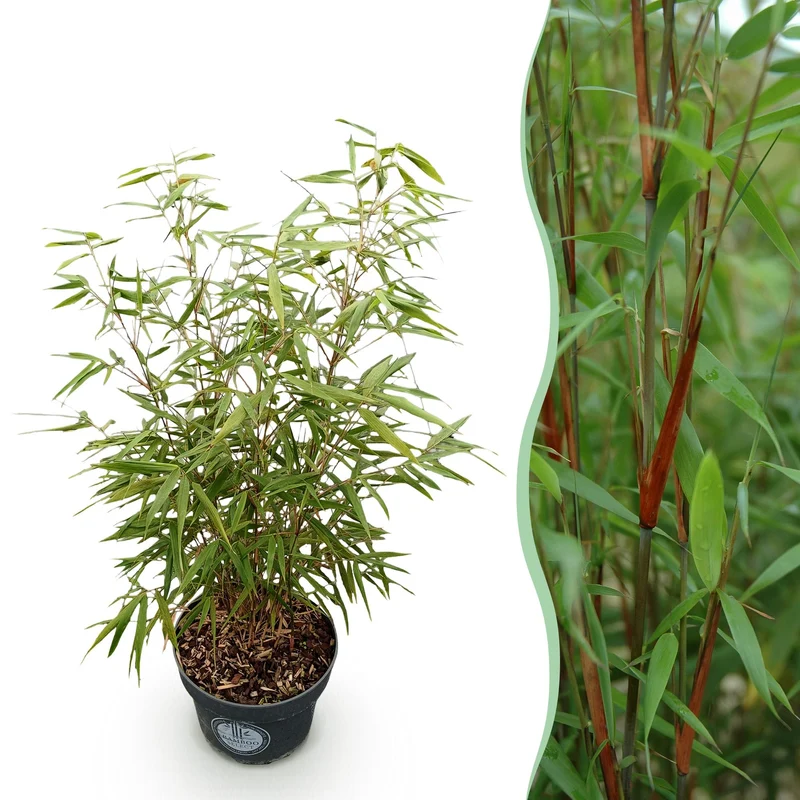 Fargesia scabrida Asian Wonder, niet-woekerende bamboe