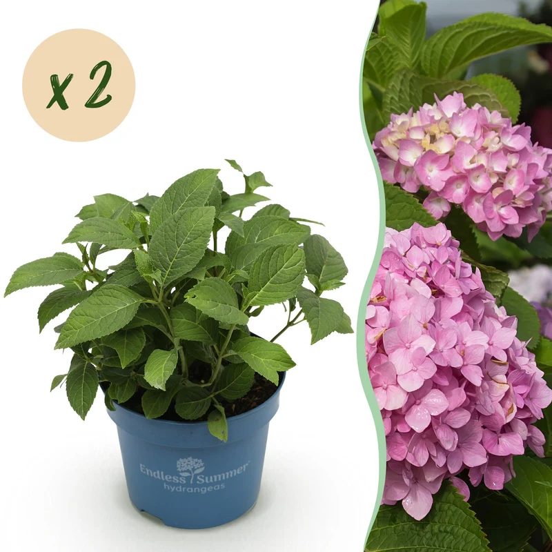 2x Hortensia Endless Summer The Original Pink