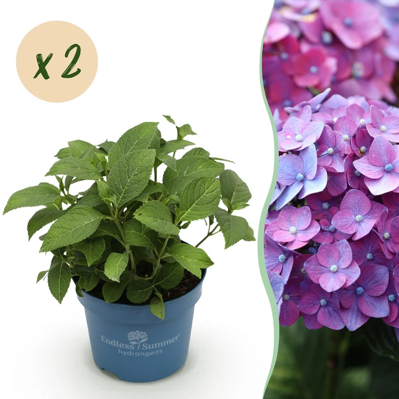 2x Endless Summer hortensia Summer Love Purple