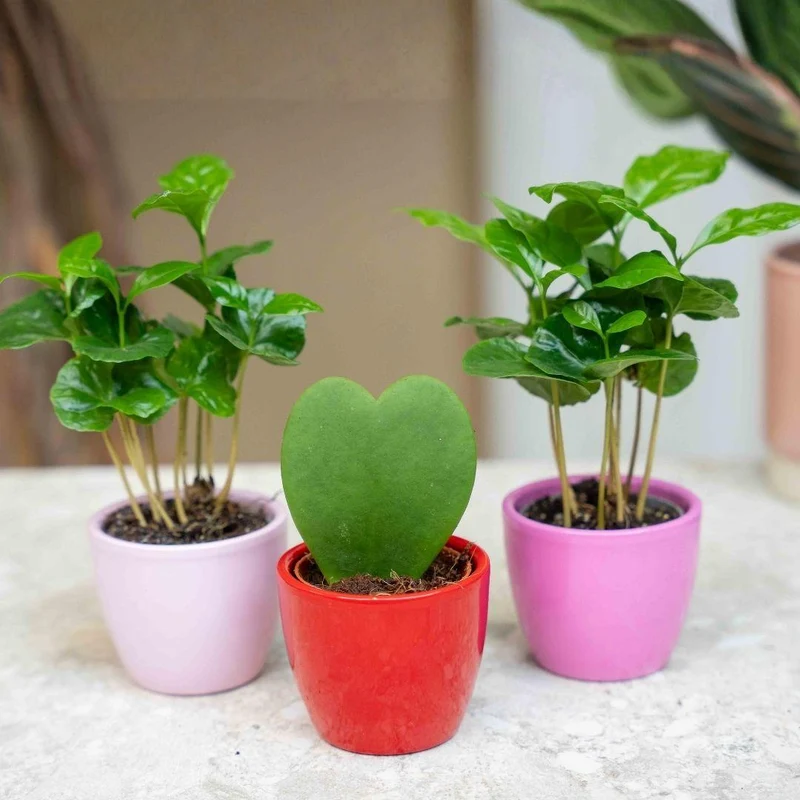 Cadeauset koffieplant Coffea Arabica, 3 mini-plantjes