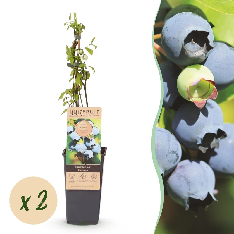 Bosbes Bluecrop, fruitgewas voor de tuin