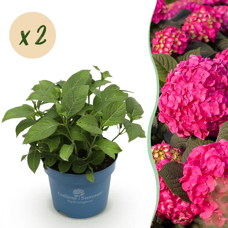2x Endless Summer hortensia Summer Love Red