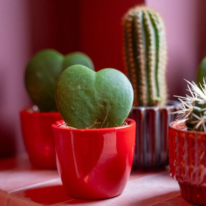 Cadeauset Hoya Kerrii, 3 mini-plantjes in roze/rode potjes