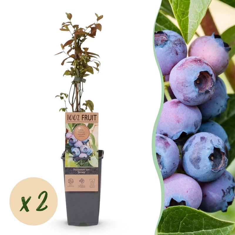Bosbes Jersey, fruitgewas voor de tuin