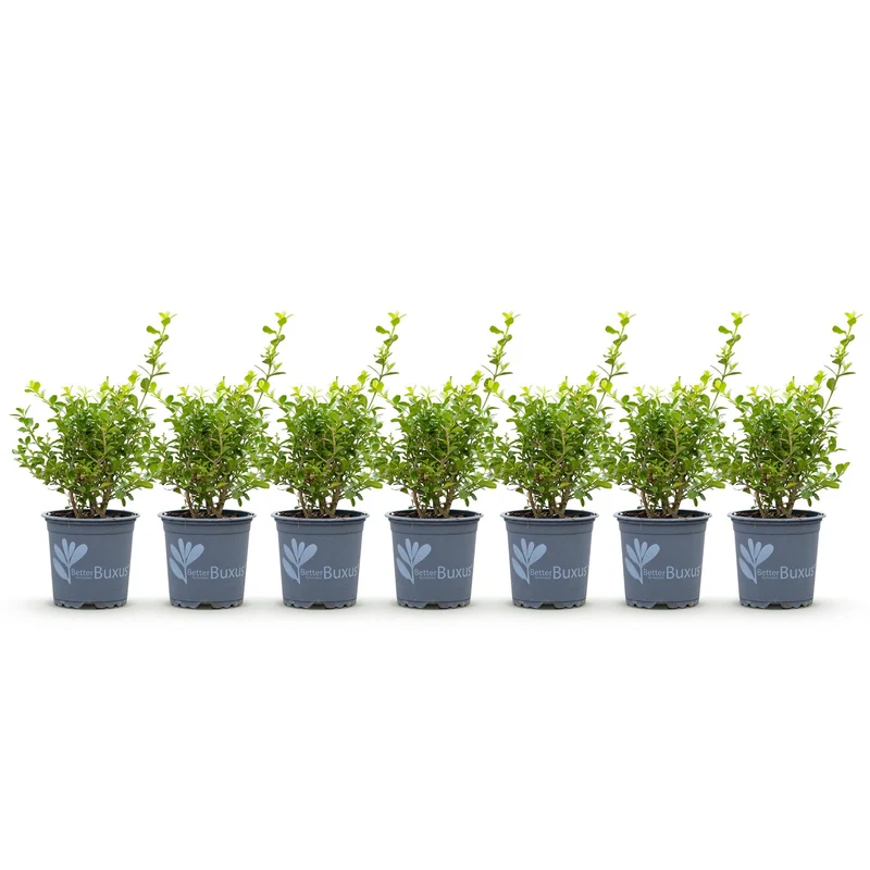 7x BetterBuxus Babylon Beauty