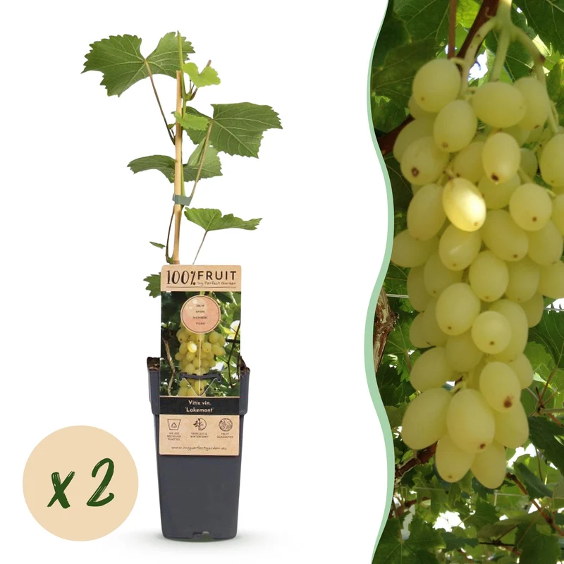 Druivenplant Lakemont, fruitgewas voor de tuin