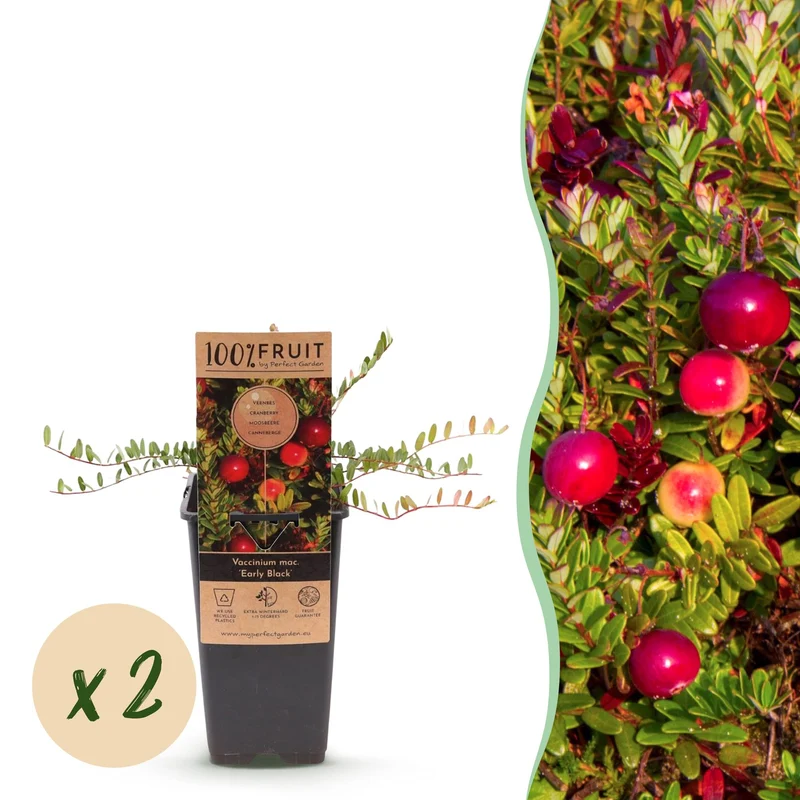Bosbes Early Black, fruitgewas voor de tuin