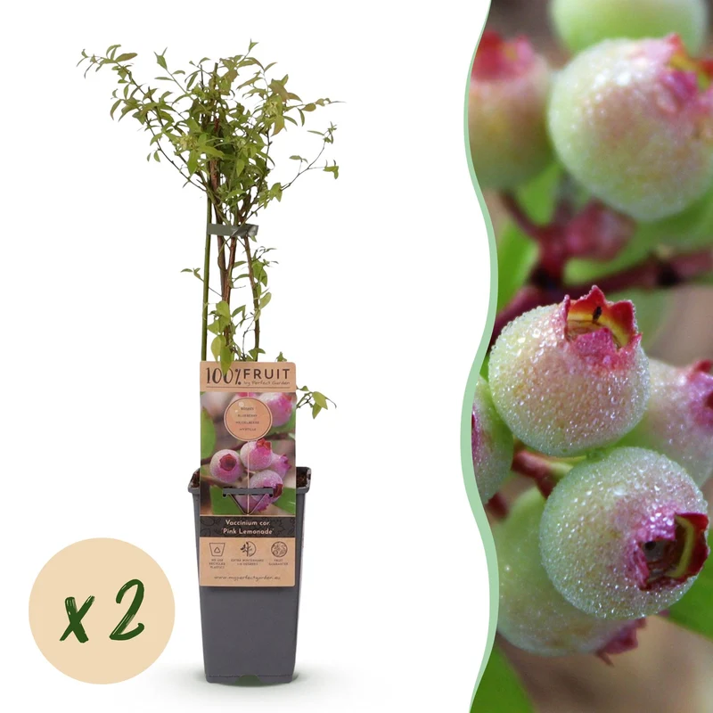 2x Bosbes Pink Lemonade