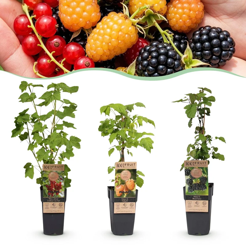 Kleinfruit-mix Tricolour, fruitgewas voor de tuin