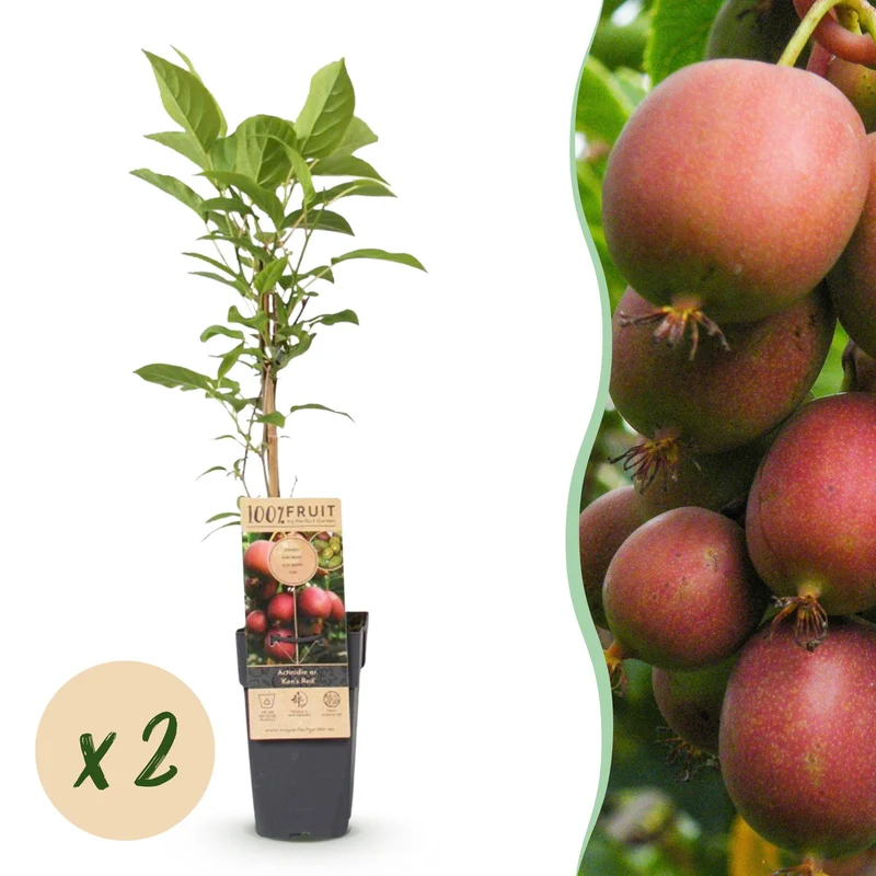 Kiwiplant Ken's Red, fruitgewas voor de tuin
