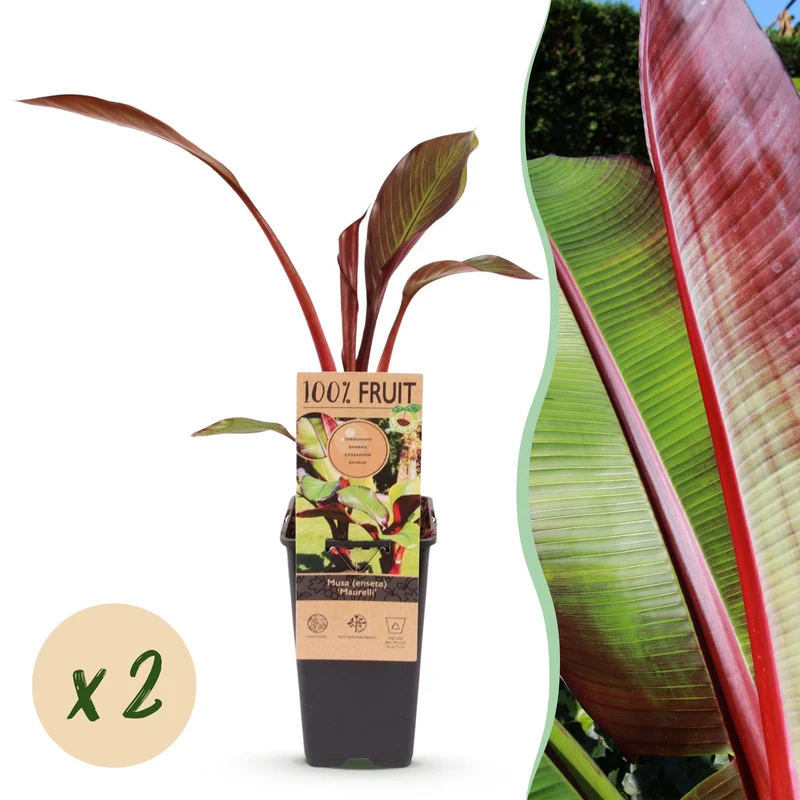 Sierbananenboom Musa Ensete Maurelli