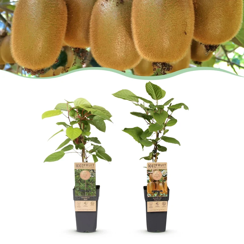Kiwiplant Weiki & Hayward, fruitgewas voor de tuin