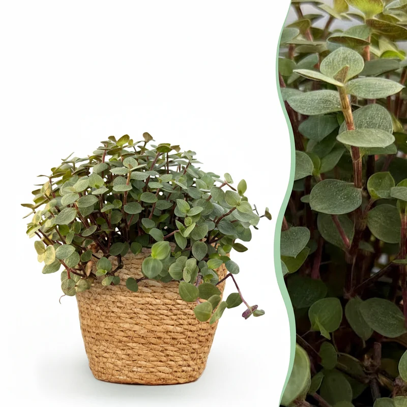 Calissia repens