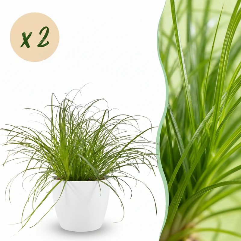 Cyperus alternifolius Zumula