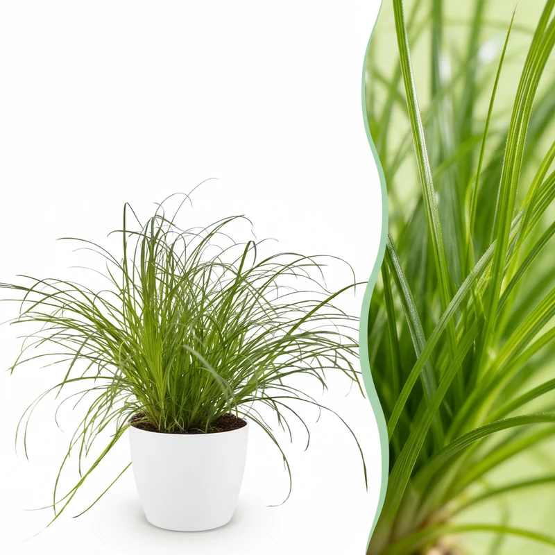 Cyperus alternifolius Zumula