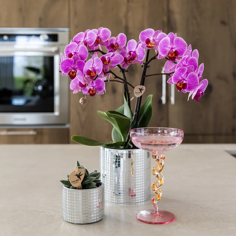 Plantenset Disco