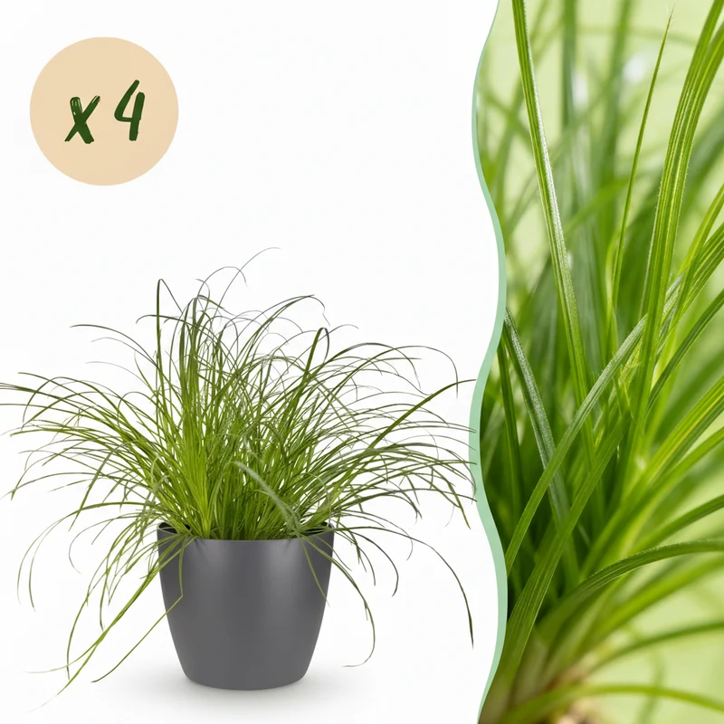 Cyperus alternifolius Zumula