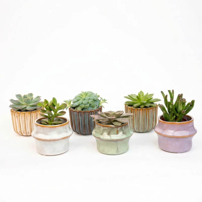 Succulenten Set van 6 in Keramische Mini Potjes Barcelona
