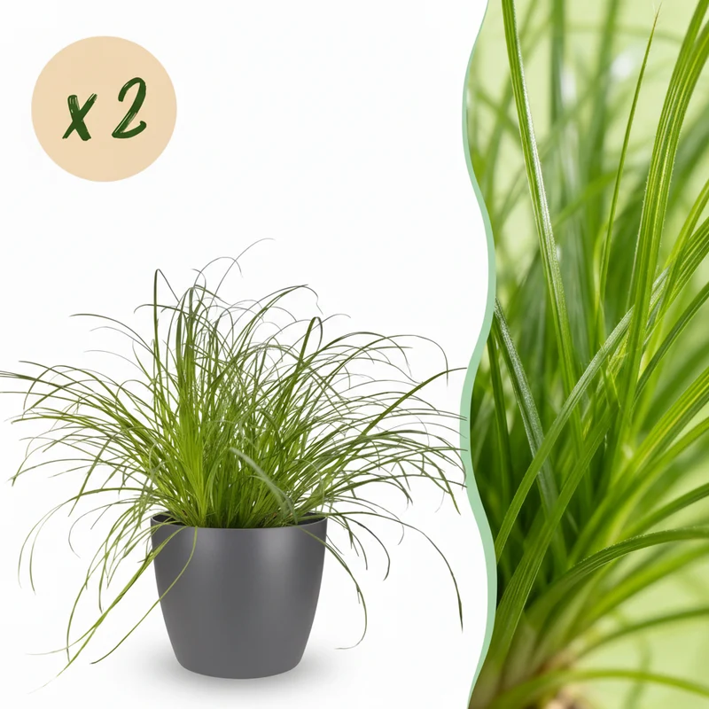 Cyperus alternifolius Zumula