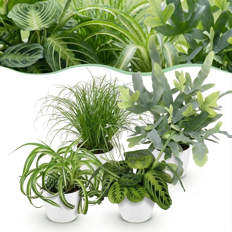 Chlorophytum