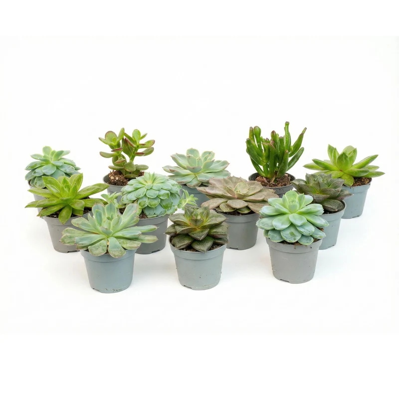 Set of 12 - Succulent Mix Set - Assorted Succulents in Pots (8