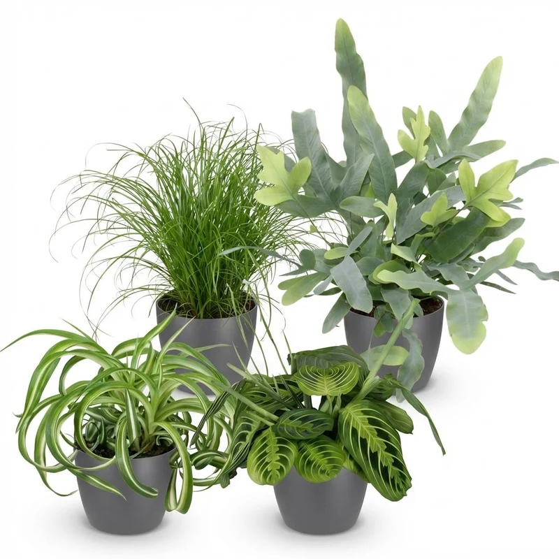 Chlorophytum