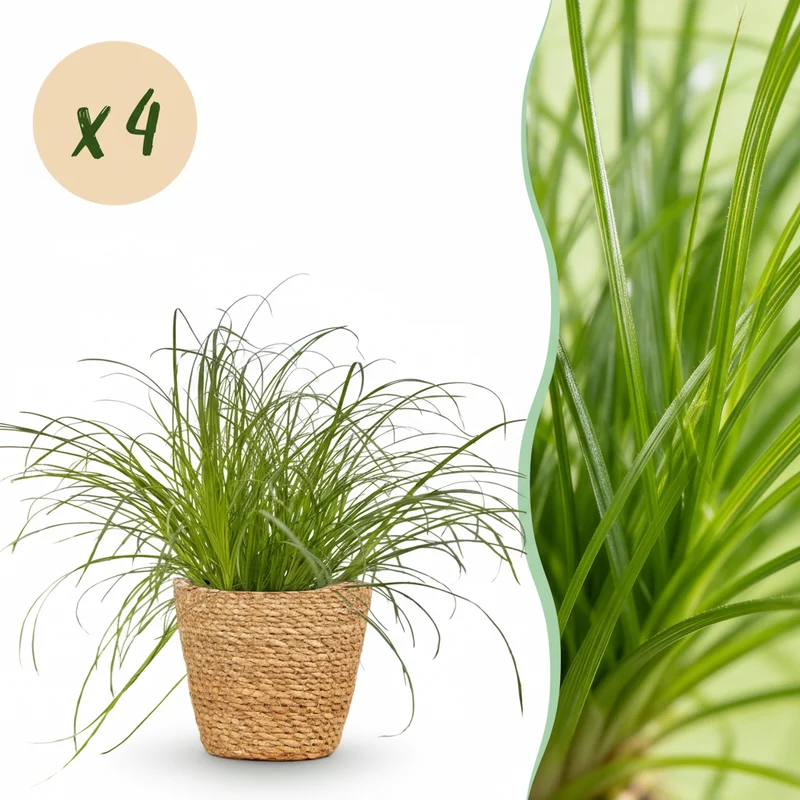 Cyperus alternifolius Zumula