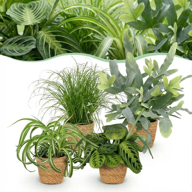Chlorophytum