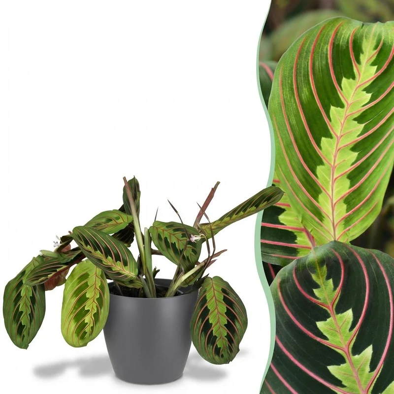 Maranta Fascinator Tricolour