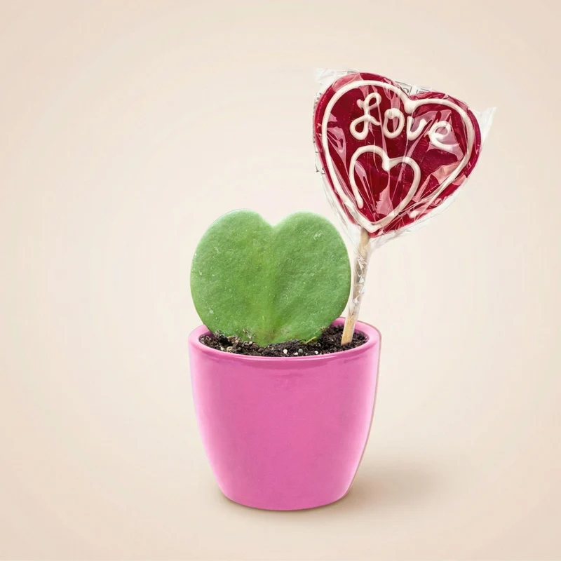 Sweetheart Plant Set - Mini Gift - Pot & Plant Set - Roze