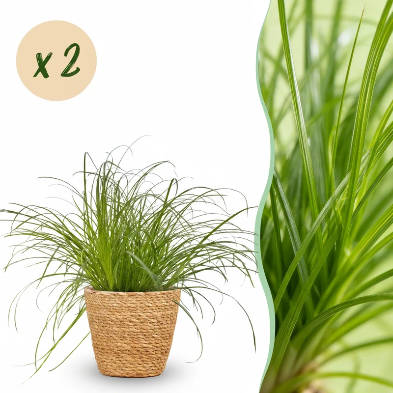 Cyperus alternifolius Zumula