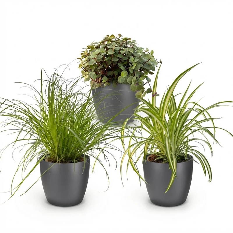 Cyperus