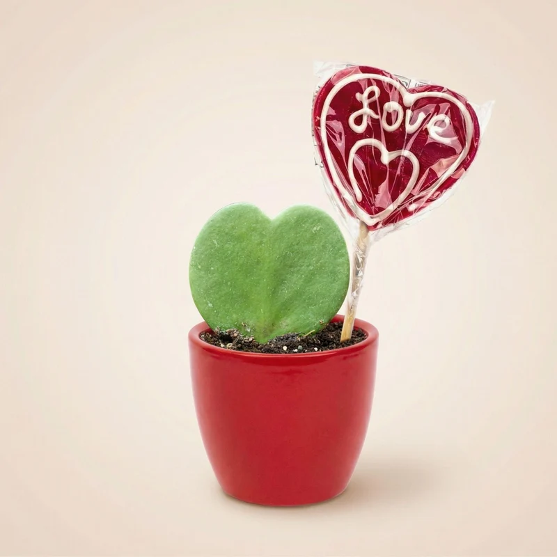 Sweetheart Plant Set - Mini Gift - Pot & Plant Set - Rood