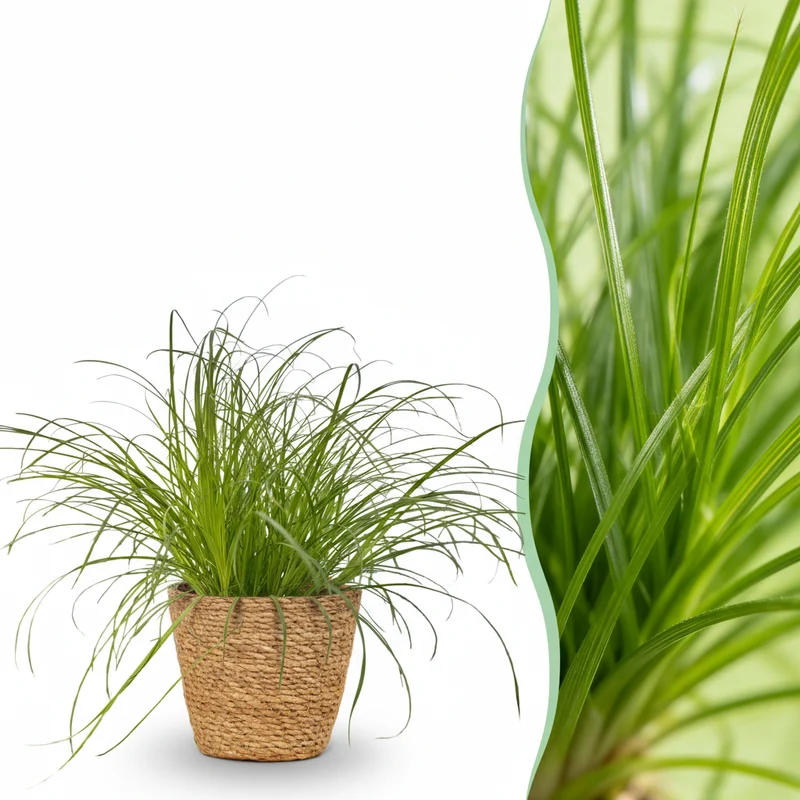 Cyperus alternifolius Zumula
