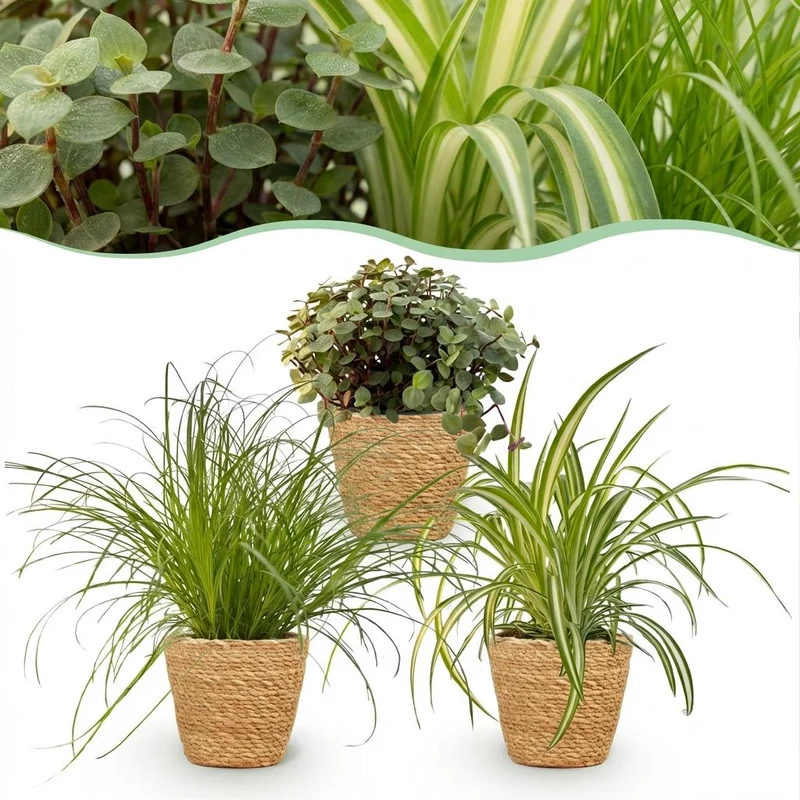 Cyperus
