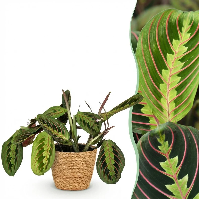Maranta Fascinator Tricolour