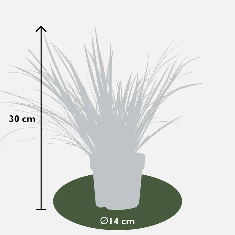 3 x Acorus gramineus 'Argenteostriatus'