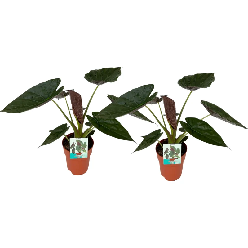 Alocasia Wentii - 2 stuks