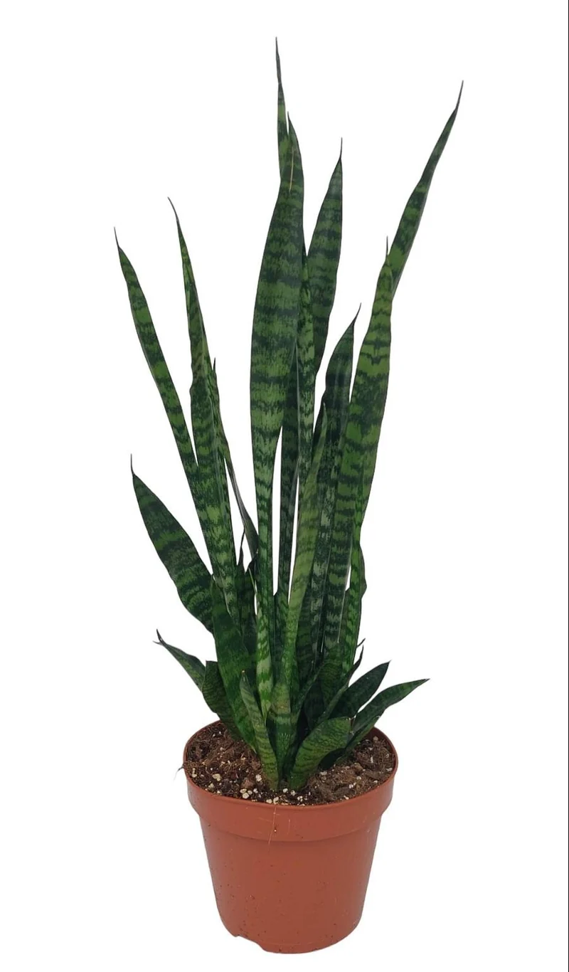 Sansevieria Zeylanica