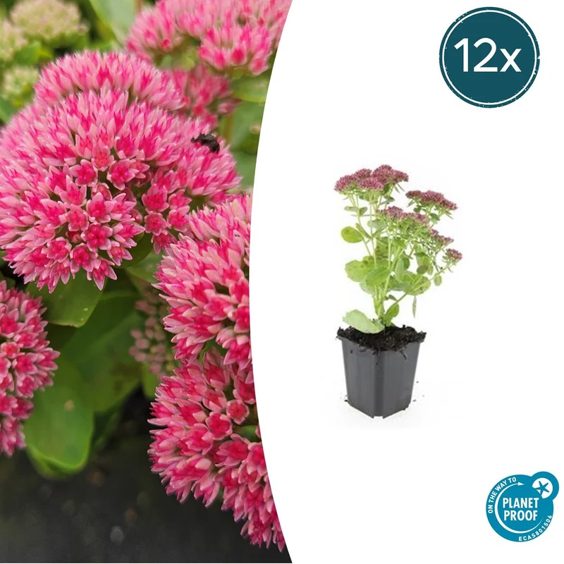 12x Sedum 'Herbstfreude'