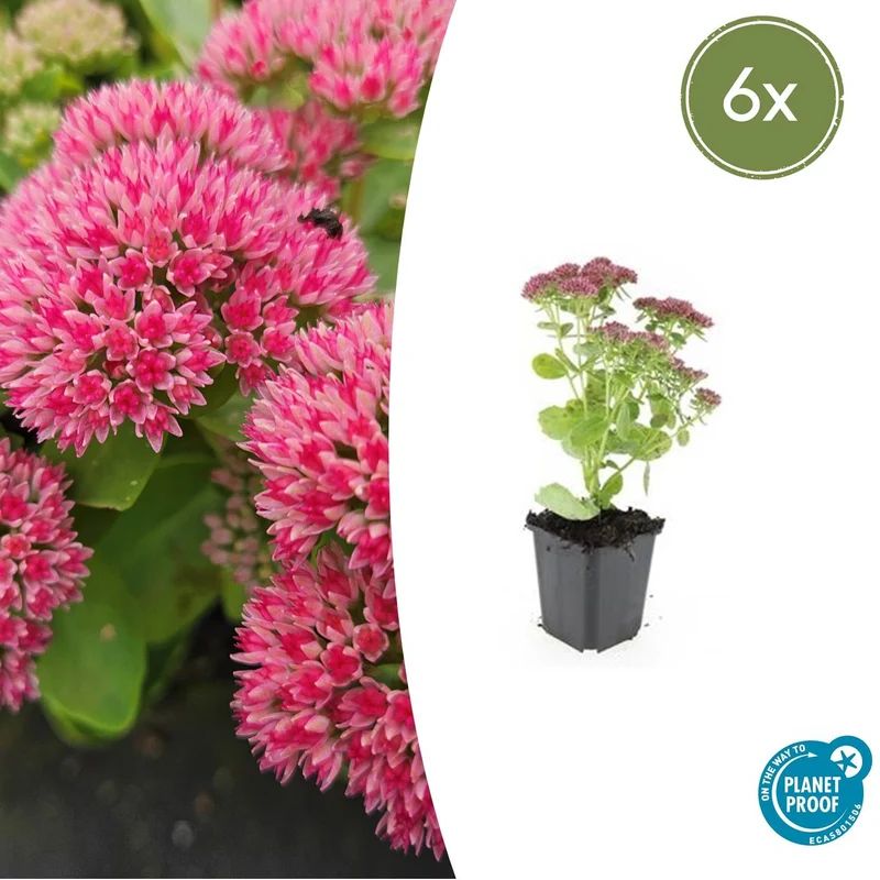 6x Sedum 'Herbstfreude'