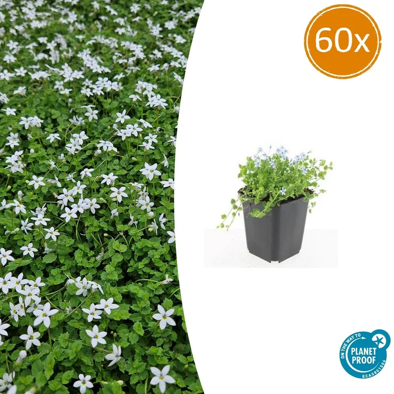 60x Isotoma fluviatilis 'Alba'