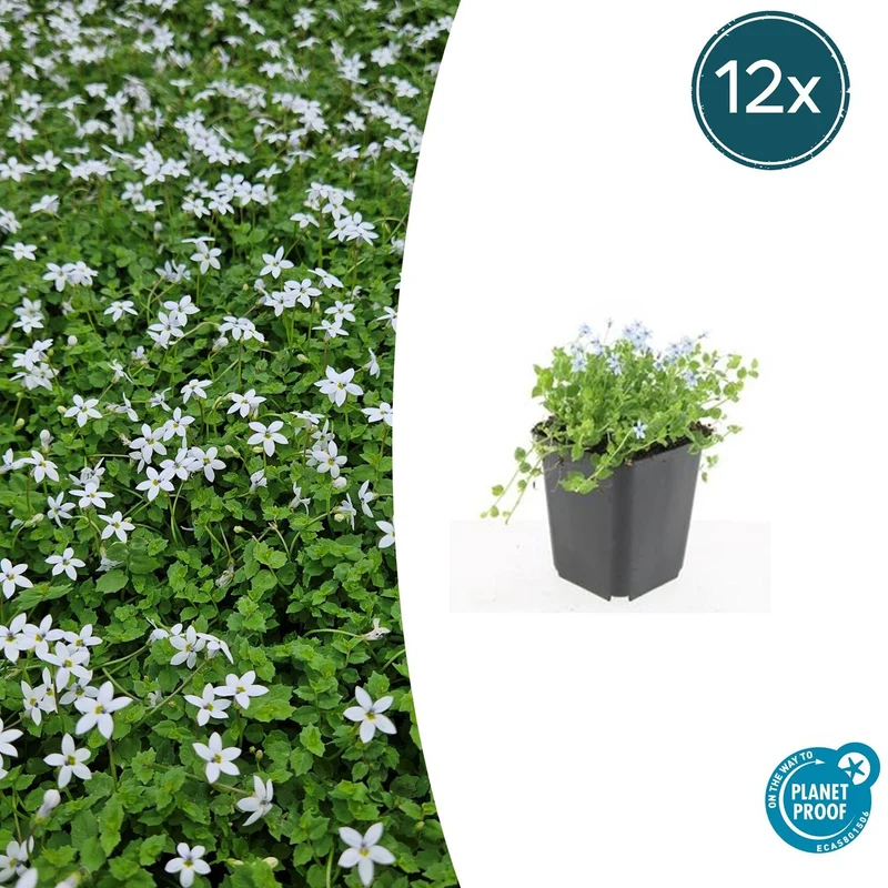 12x Isotoma fluviatilis 'Alba'