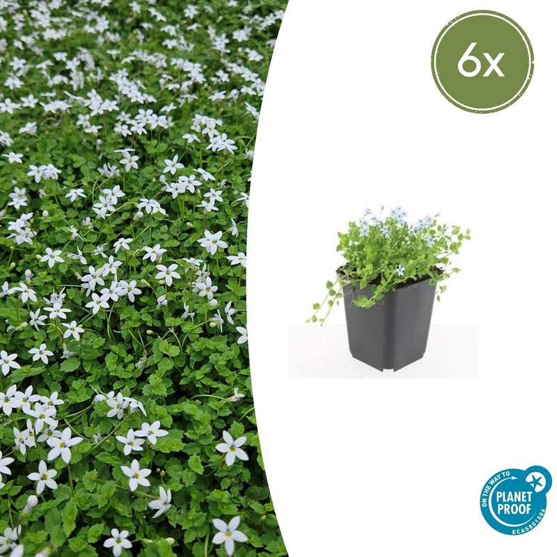 6x Isotoma fluviatilis 'Alba'