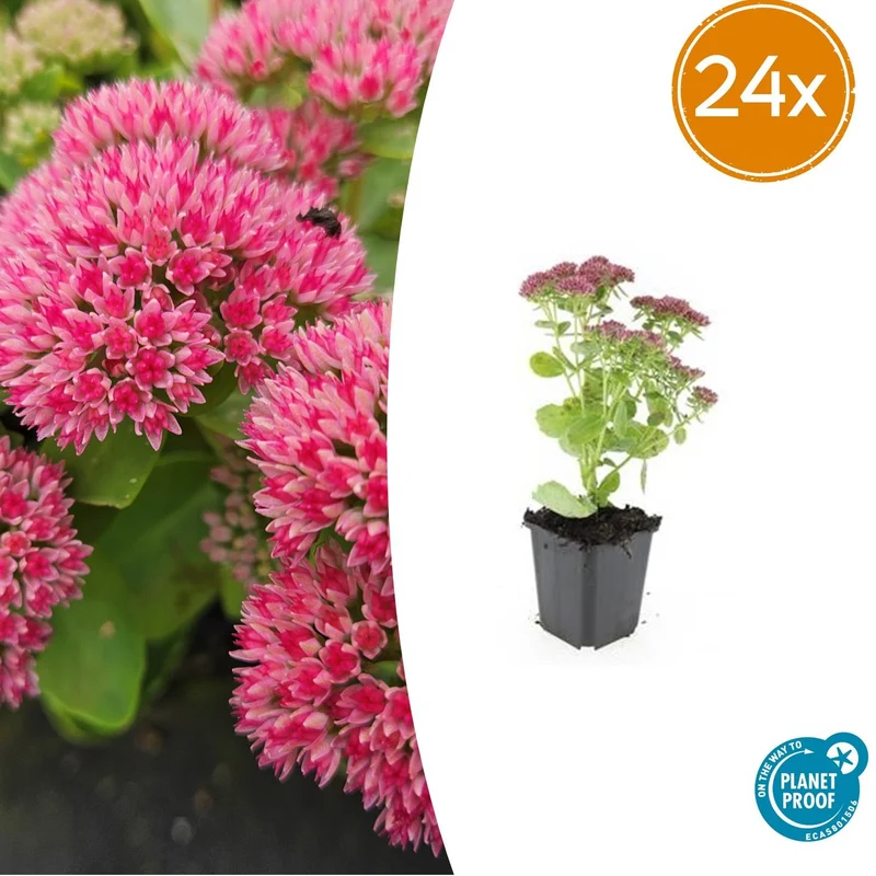 24x Sedum 'Herbstfreude'