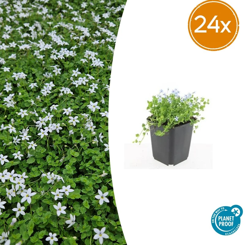 24x Isotoma fluviatilis 'Alba'